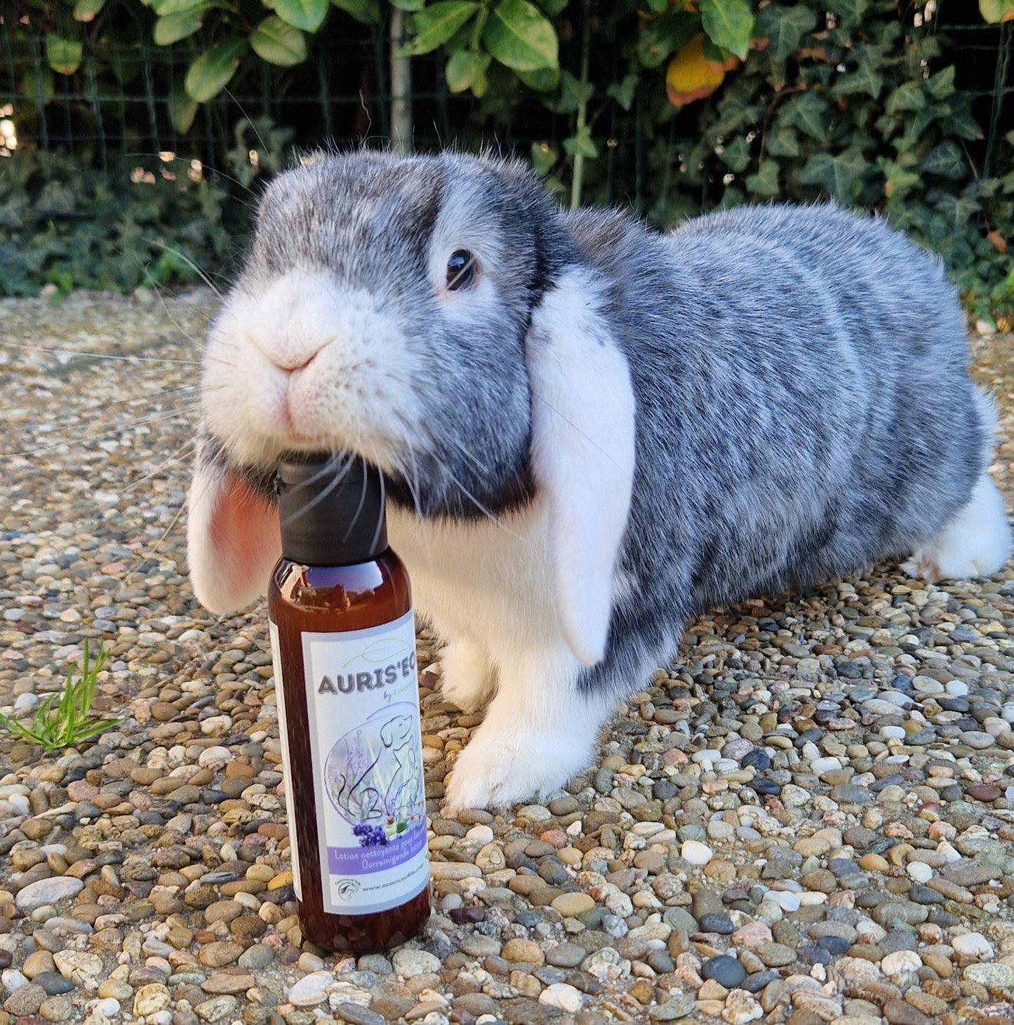 AURIS'EOL - Lotion naturelle pour les oreilles