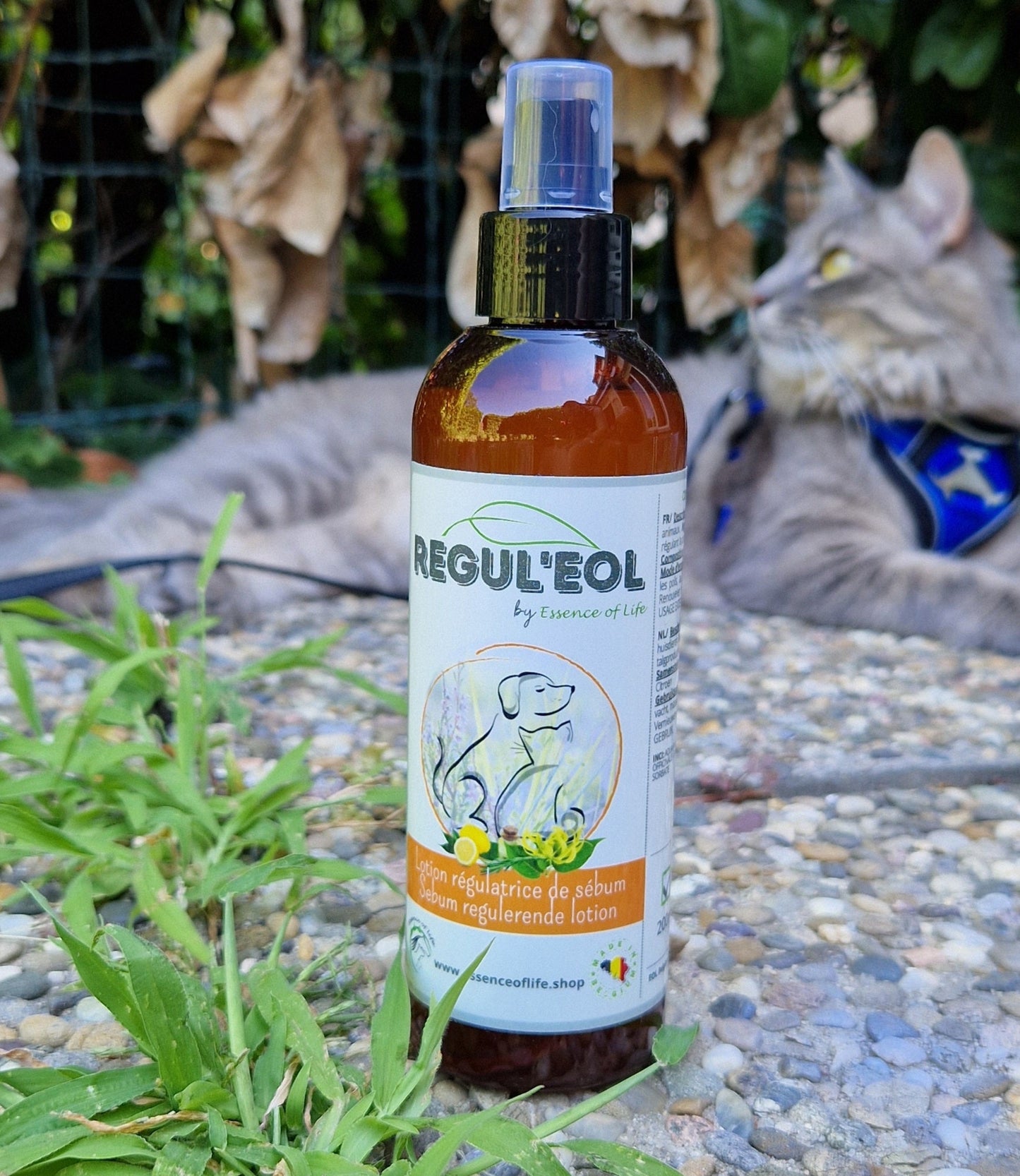 REGUL'EOL - Shampooing Sec Régulateur de Sébum