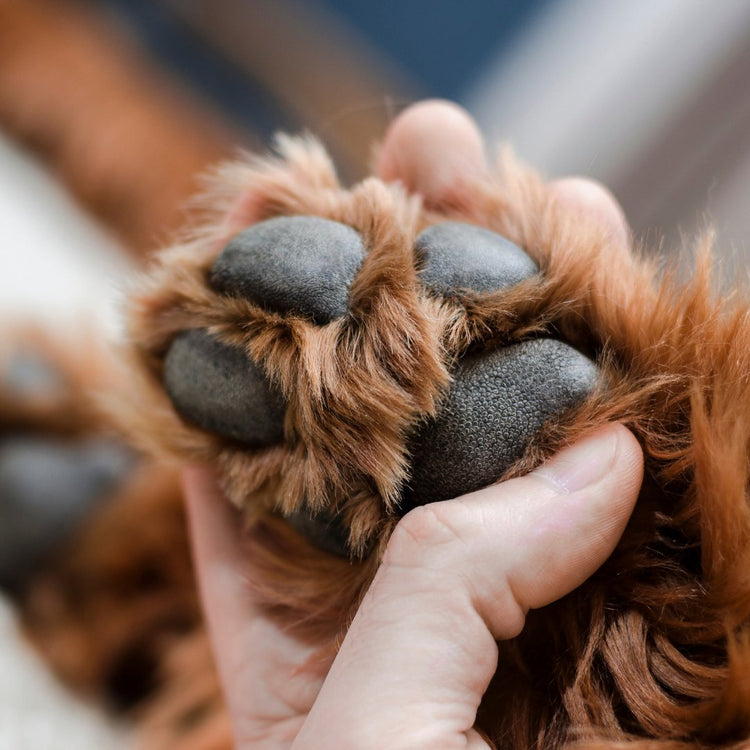 Produits de la peau, des poils & des coussinets chien & chat