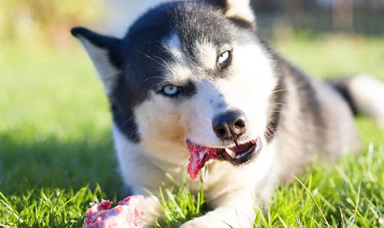 Gamme Digestion chien & chat