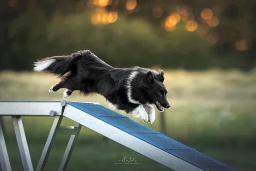 Gamme Locomotion & musculation 🐶🐱