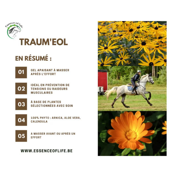 Trauma'EOL - Gel à l'Arnica pour chevaux 🌿